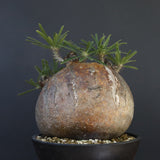 P.グラキリス 04