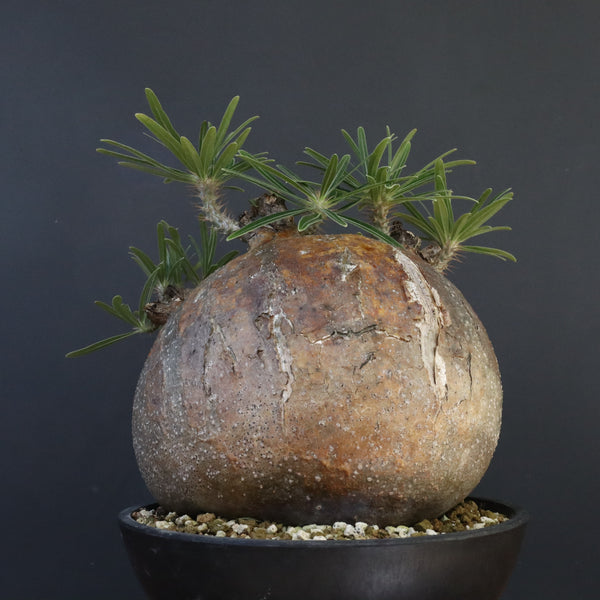 P.グラキリス 04