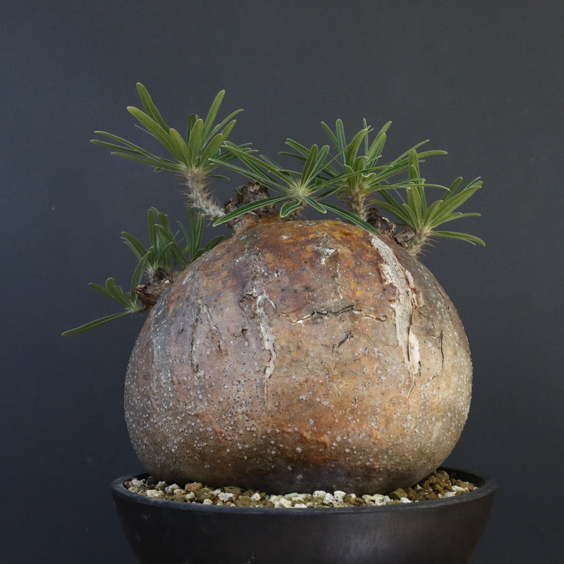 P.グラキリス 04