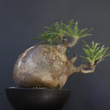 P.グラキリス 04