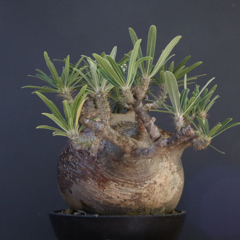 P.グラキリス 04