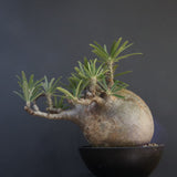 P.グラキリス 04