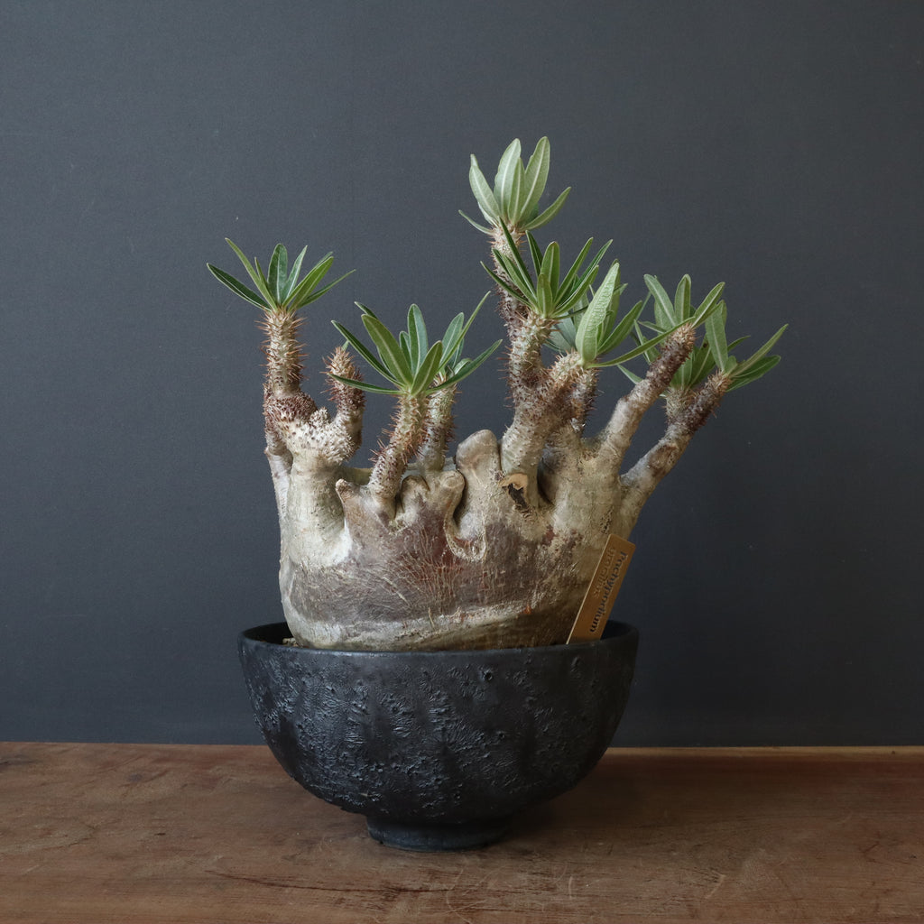 中川智治　作家鉢　植木鉢 中川智治15 | t.roots