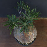 P.グラキリス 04