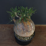 P.グラキリス 04