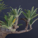 P.グラキリス 04