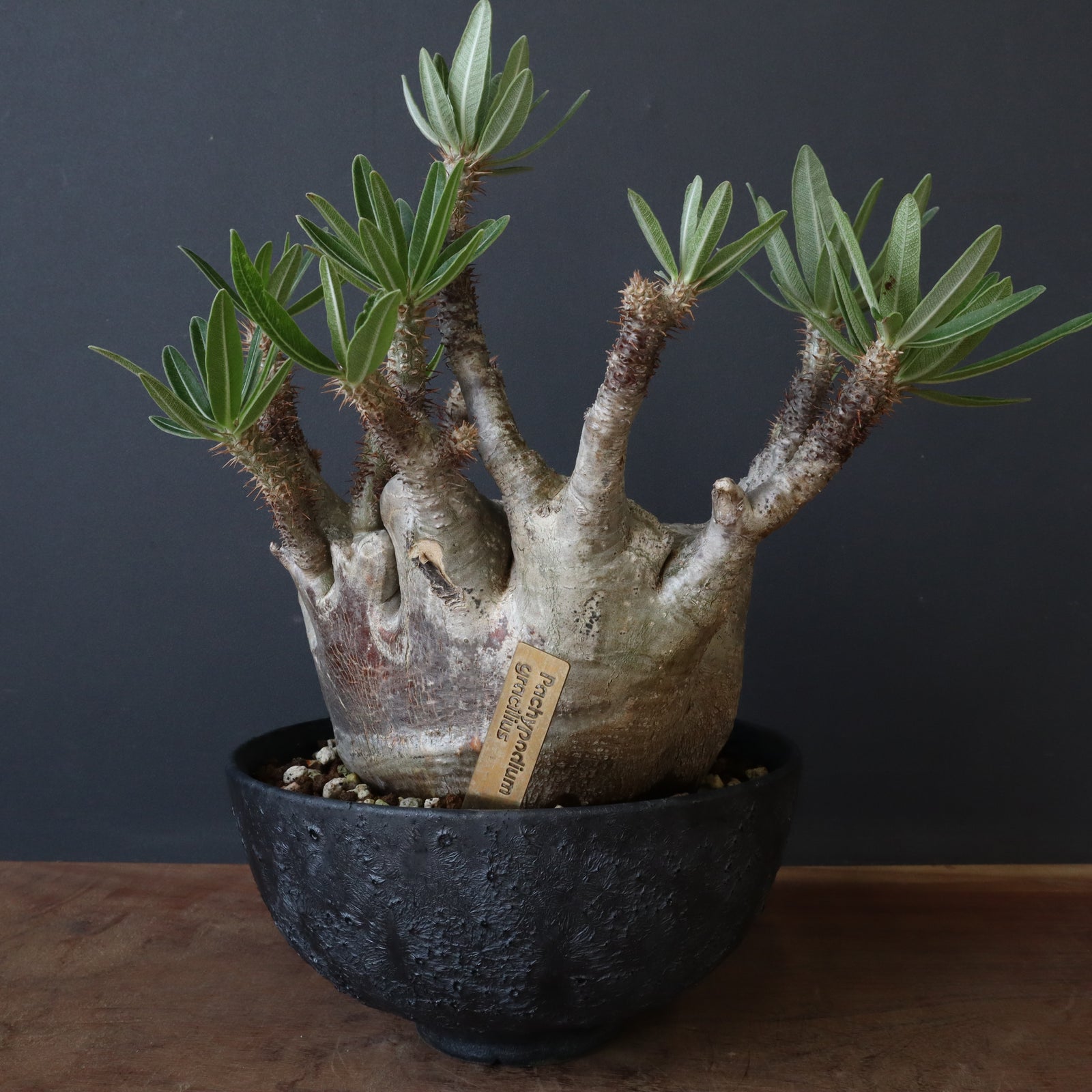 中川智治陶器鉢】P.グラキリス 215【綴化】 – TaiShoDo ONLINE SHOP