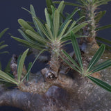 P.グラキリス 04