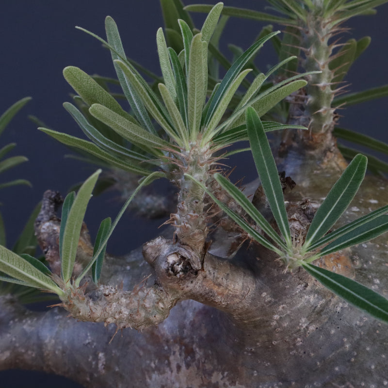 P.グラキリス 04