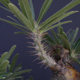 P.グラキリス 04