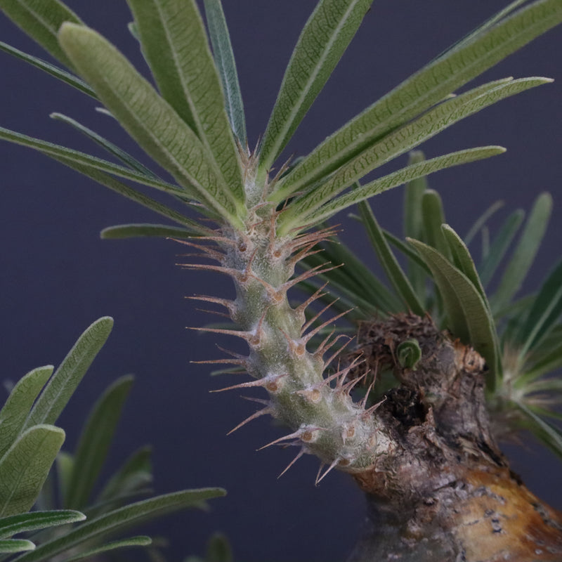 P.グラキリス 04