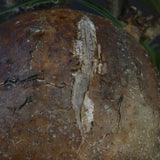 P.グラキリス 04