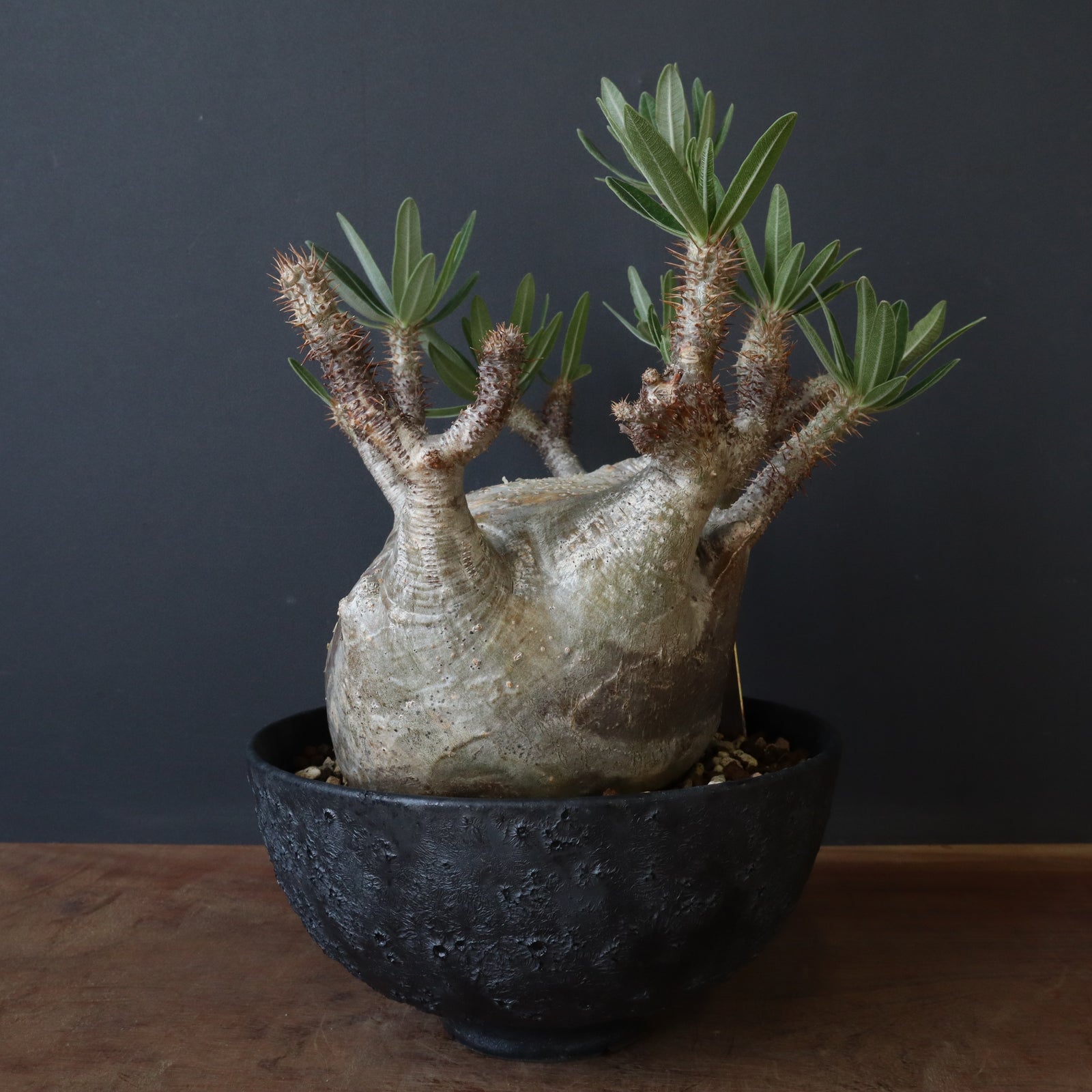 中川智治陶器鉢】P.グラキリス 215【綴化】 – TaiShoDo ONLINE SHOP