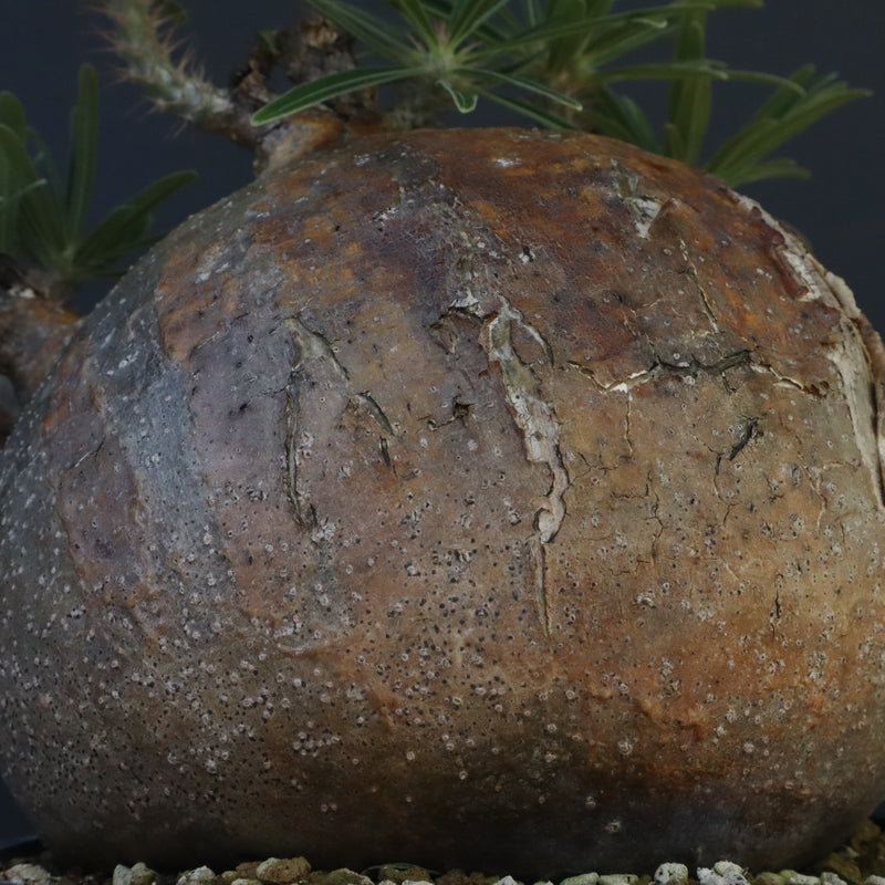 P.グラキリス 04