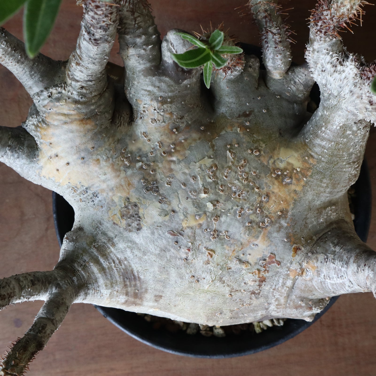 パキポディウム グラキリス 中川智治 鉢 多枝 発根済 パキポディウム グラキリス 中川智治 鉢 多枝 発根済 手作 植木鉢 L