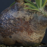 P.グラキリス 04