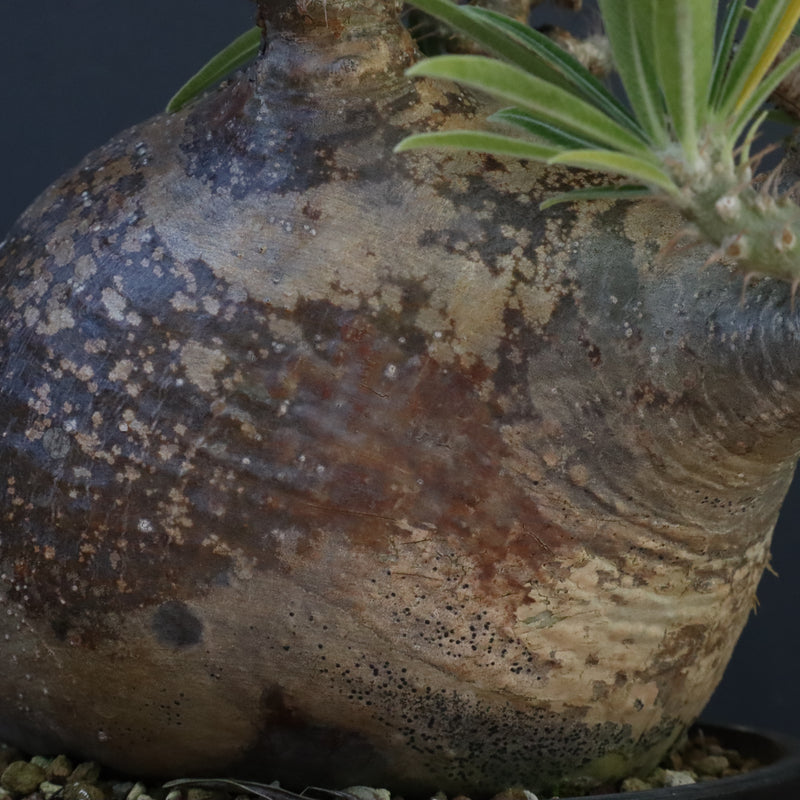 P.グラキリス 04