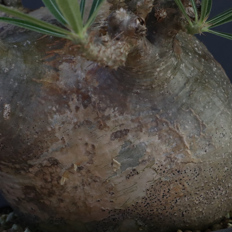 P.グラキリス 04