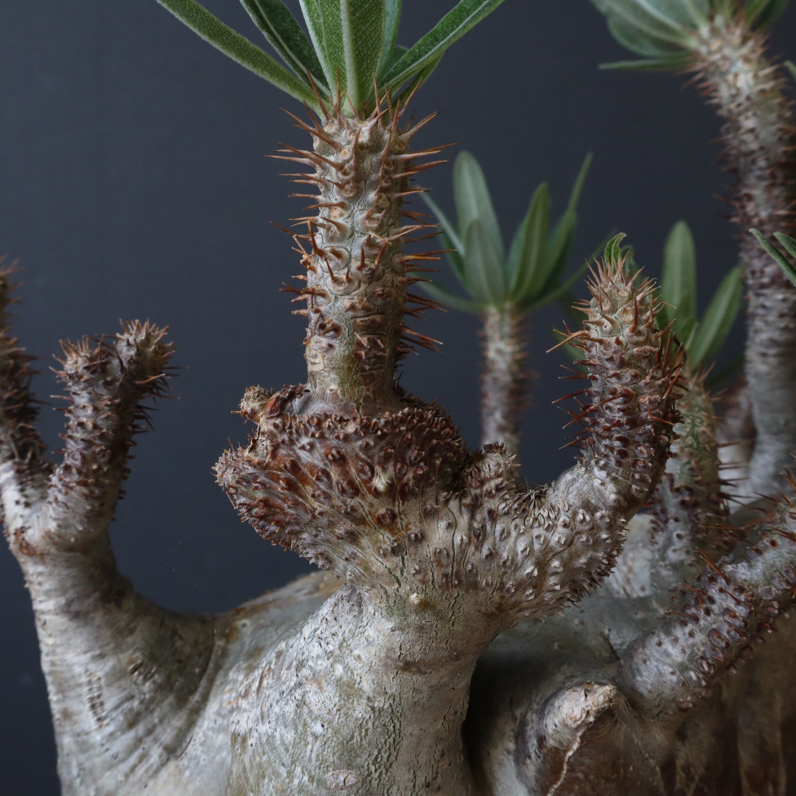 パキポディウムグラキリス現地　発根済　白肌　まん丸　良株　中川智治さんの鉢セット パキポディウムグラキリス現地 発根済 白肌 まん丸 良株 中川智治さん