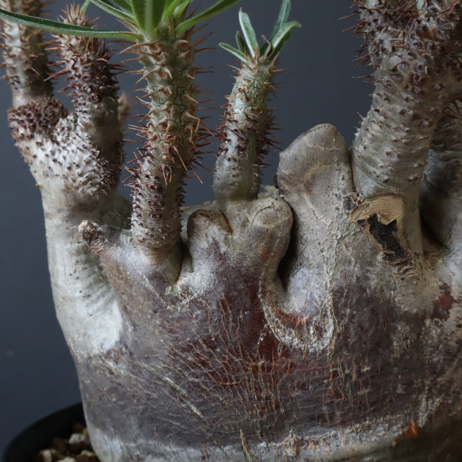 中川智治陶器鉢】P.グラキリス 215【綴化】 – TaiShoDo ONLINE SHOP