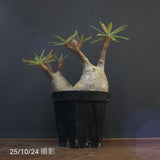 P.グラキリス 1284