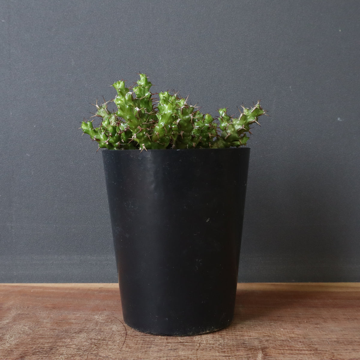 塊根植物 – 18ページ目 – TaiShoDo ONLINE SHOP