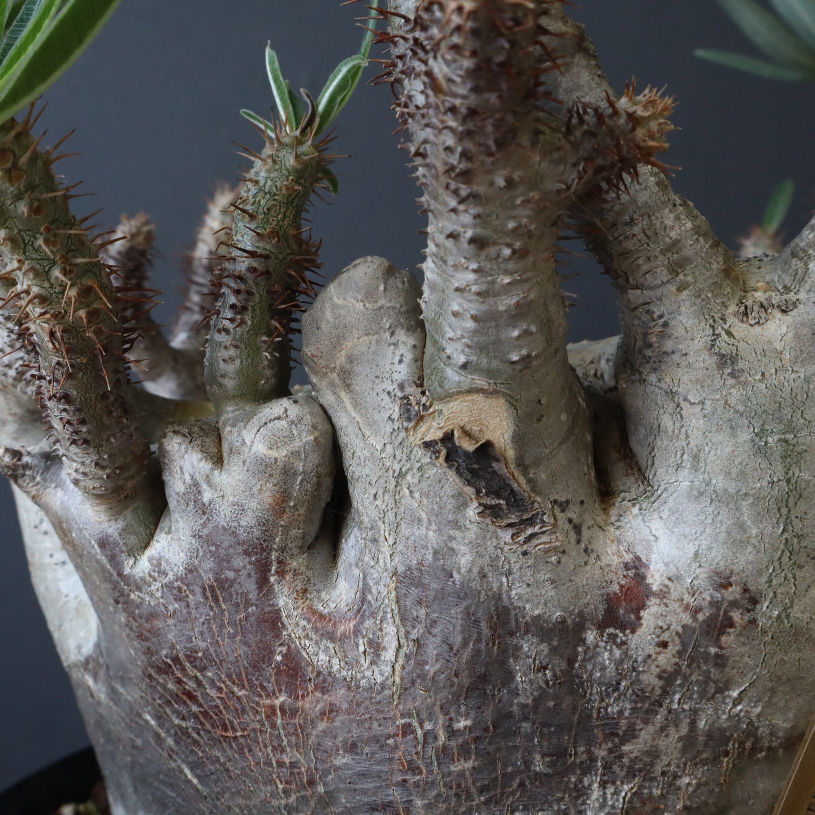 中川智治陶器鉢】P.グラキリス 215【綴化】 – TaiShoDo ONLINE SHOP