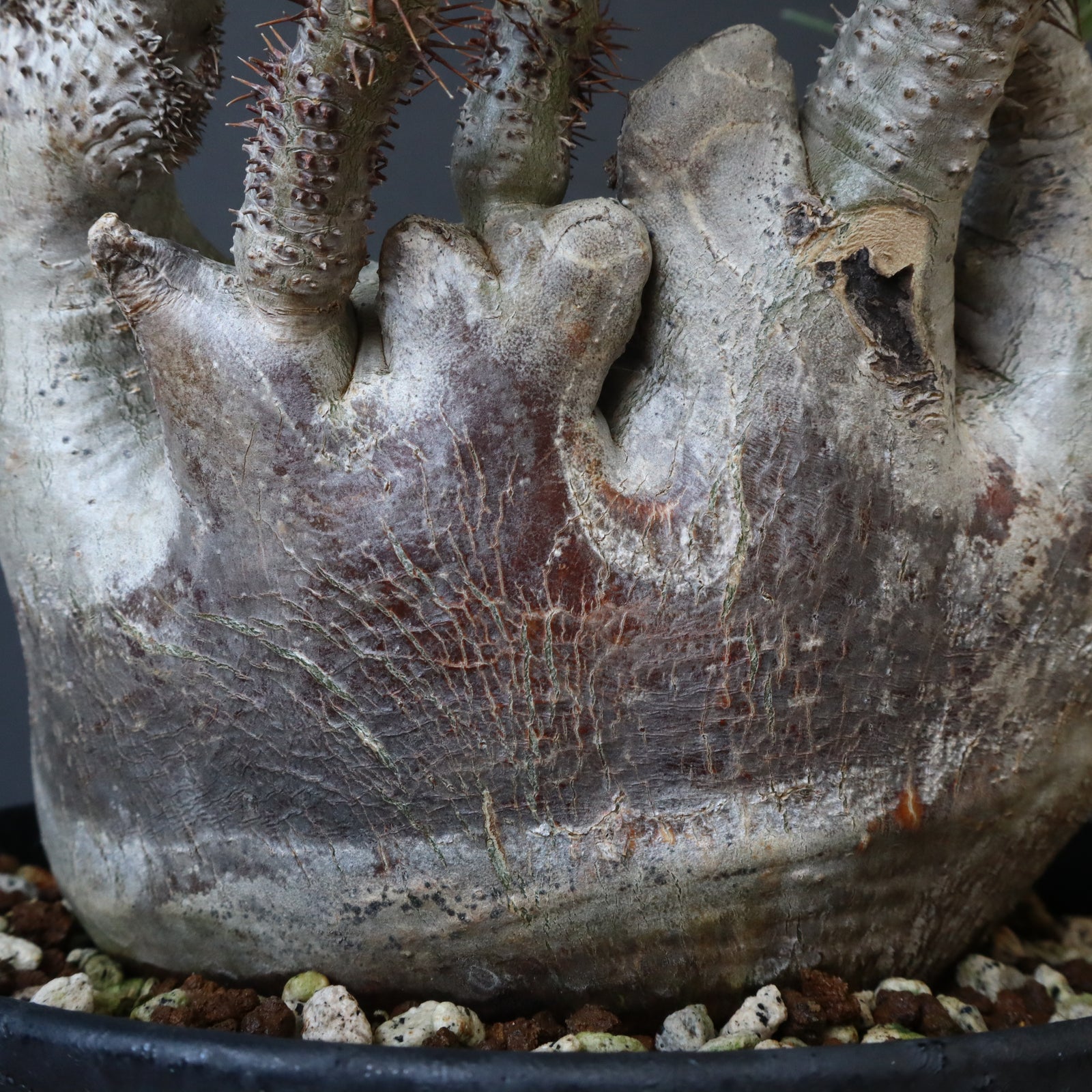 中川智治陶器鉢】P.グラキリス 215【綴化】 – TaiShoDo ONLINE SHOP