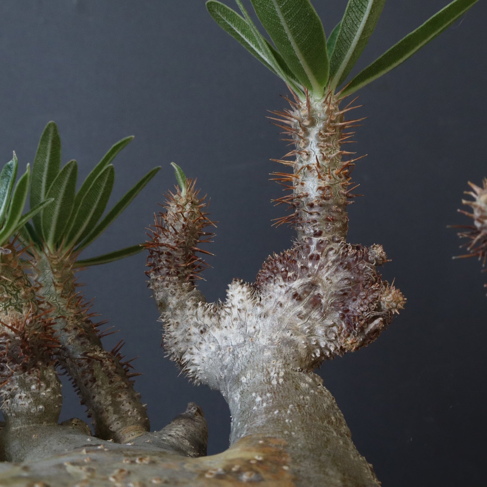 中川智治陶器鉢】P.グラキリス 215【綴化】 – TaiShoDo ONLINE SHOP