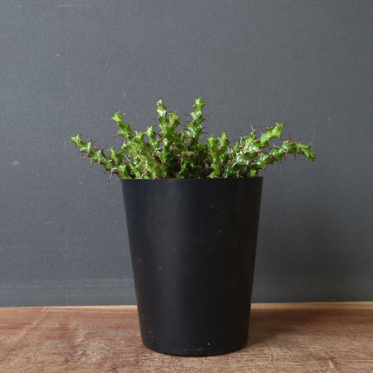 塊根植物 – 18ページ目 – TaiShoDo ONLINE SHOP