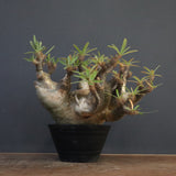 P.グラキリス1227