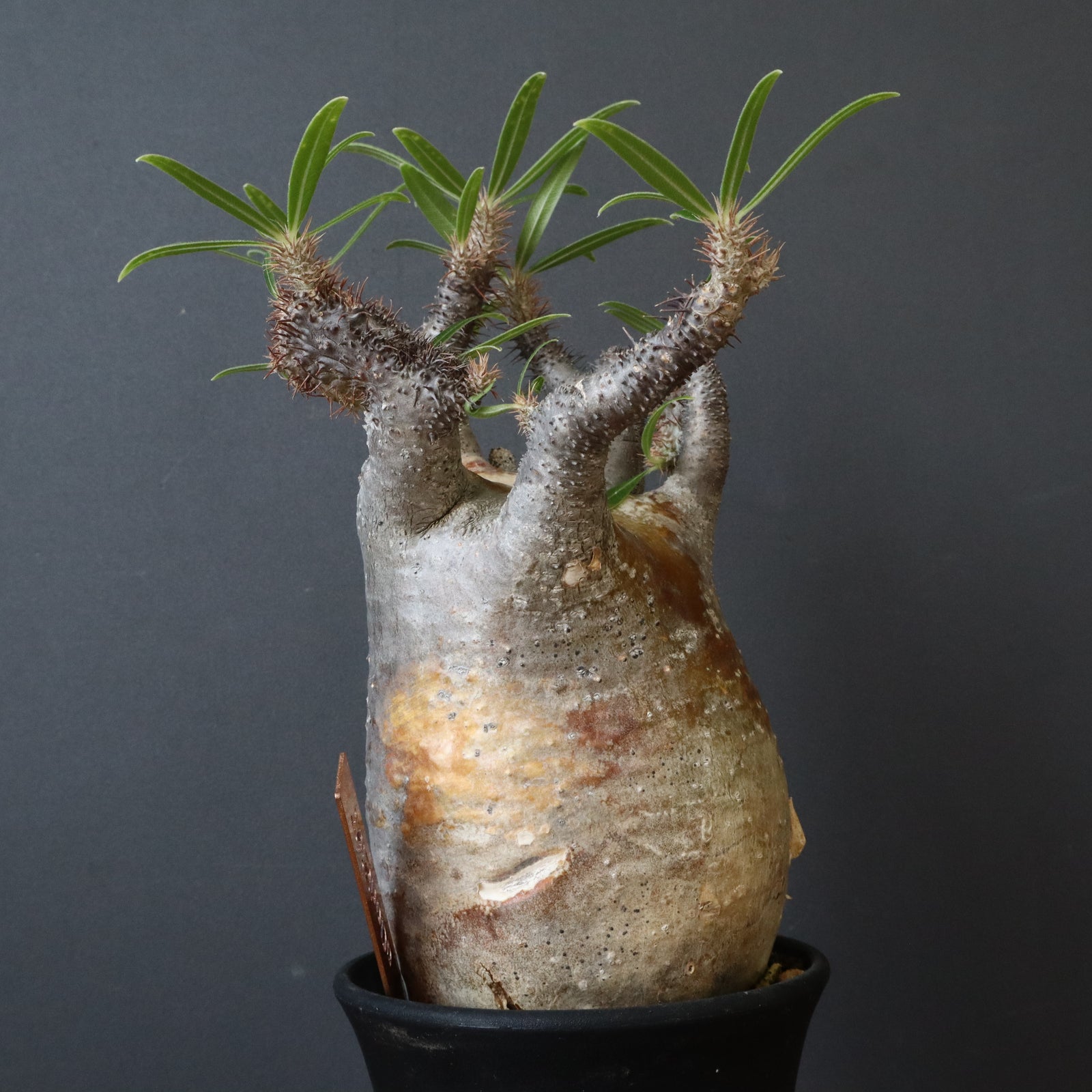 P.グラキリス 161 【綴化】 – TaiShoDo ONLINE SHOP