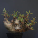 P.グラキリス1227