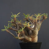 P.グラキリス1227