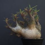 P.グラキリス1227