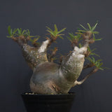 P.グラキリス1227