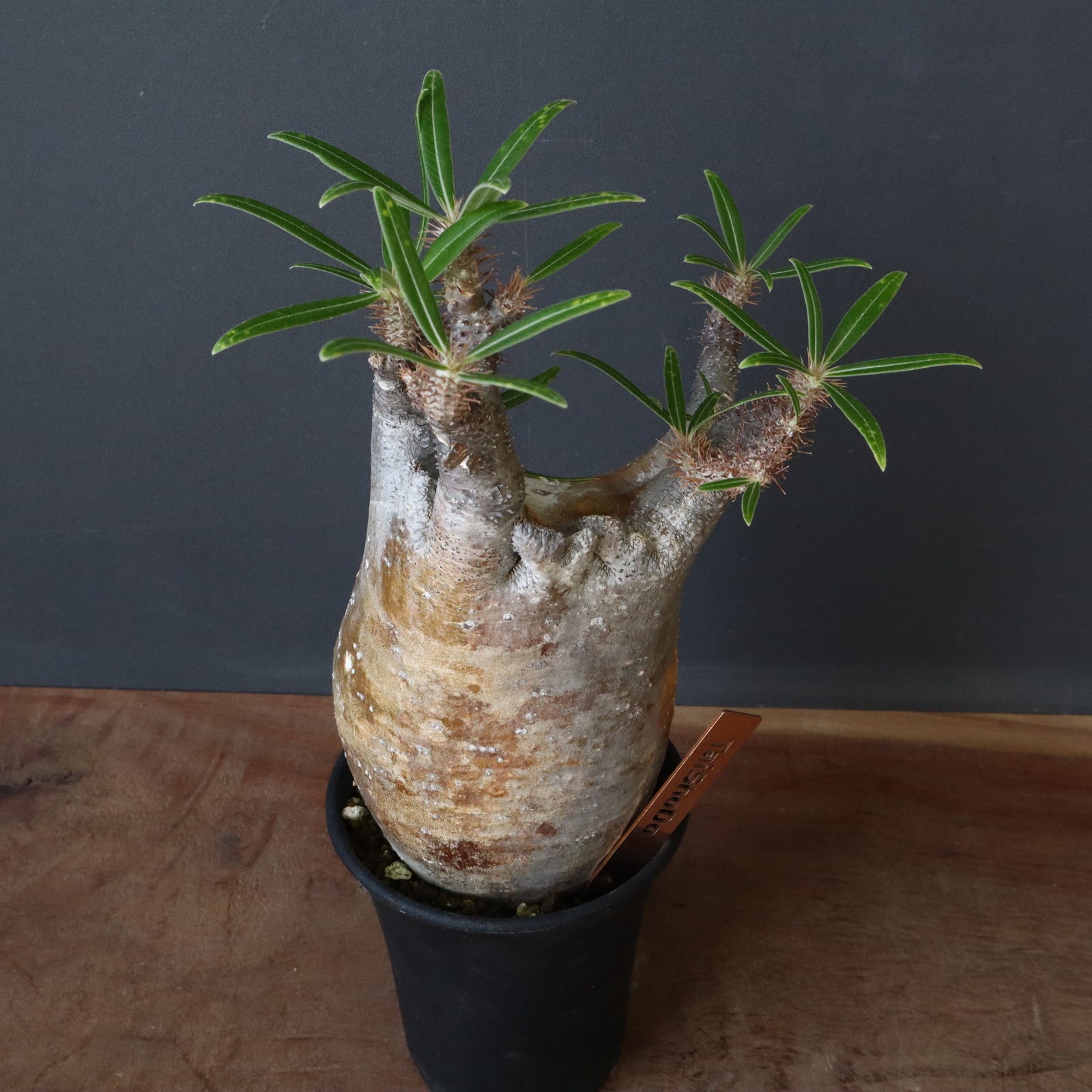 特価！グラキリス　綴化 P.グラキリス 161 【綴化】 – TaiShoDo ONLINE SHOP