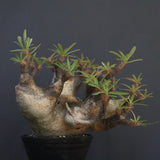 P.グラキリス1227