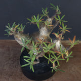 P.グラキリス1227