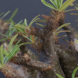 P.グラキリス1227