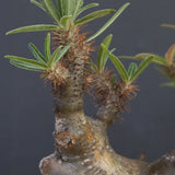 P.グラキリス1227