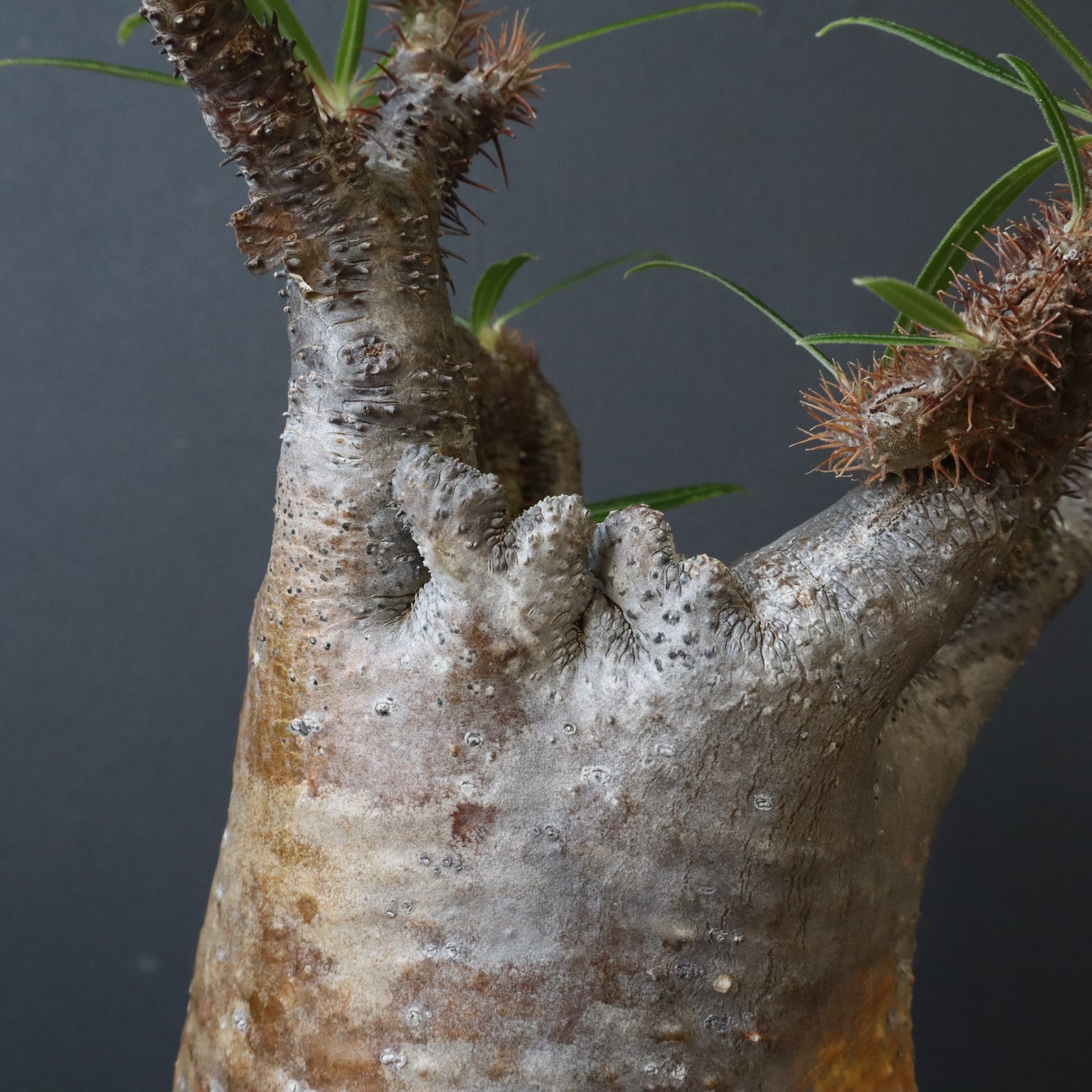 パキポディウム属グラキリス パキポディウム グラキリス-PG351 | Supervoid Caudex