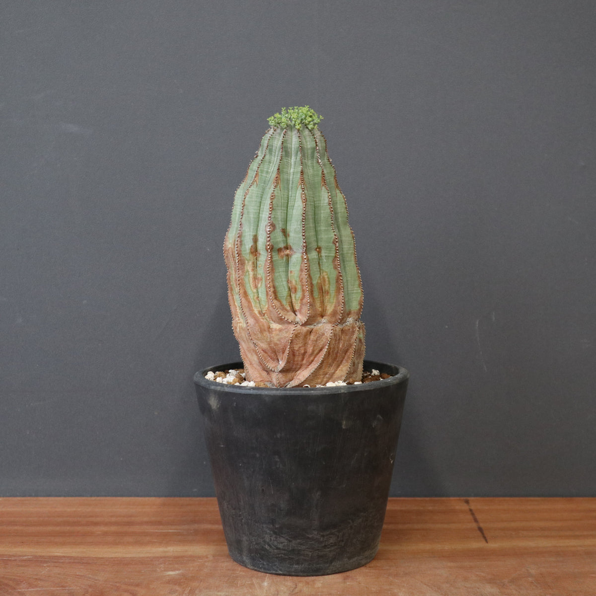 ユーフォルビア – TaiShoDo ONLINE SHOP