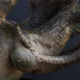 P.グラキリス1227