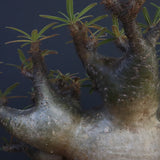 P.グラキリス1227