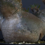 P.グラキリス1227