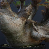 P.グラキリス1227