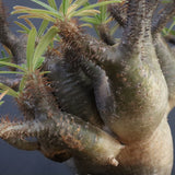 P.グラキリス1227