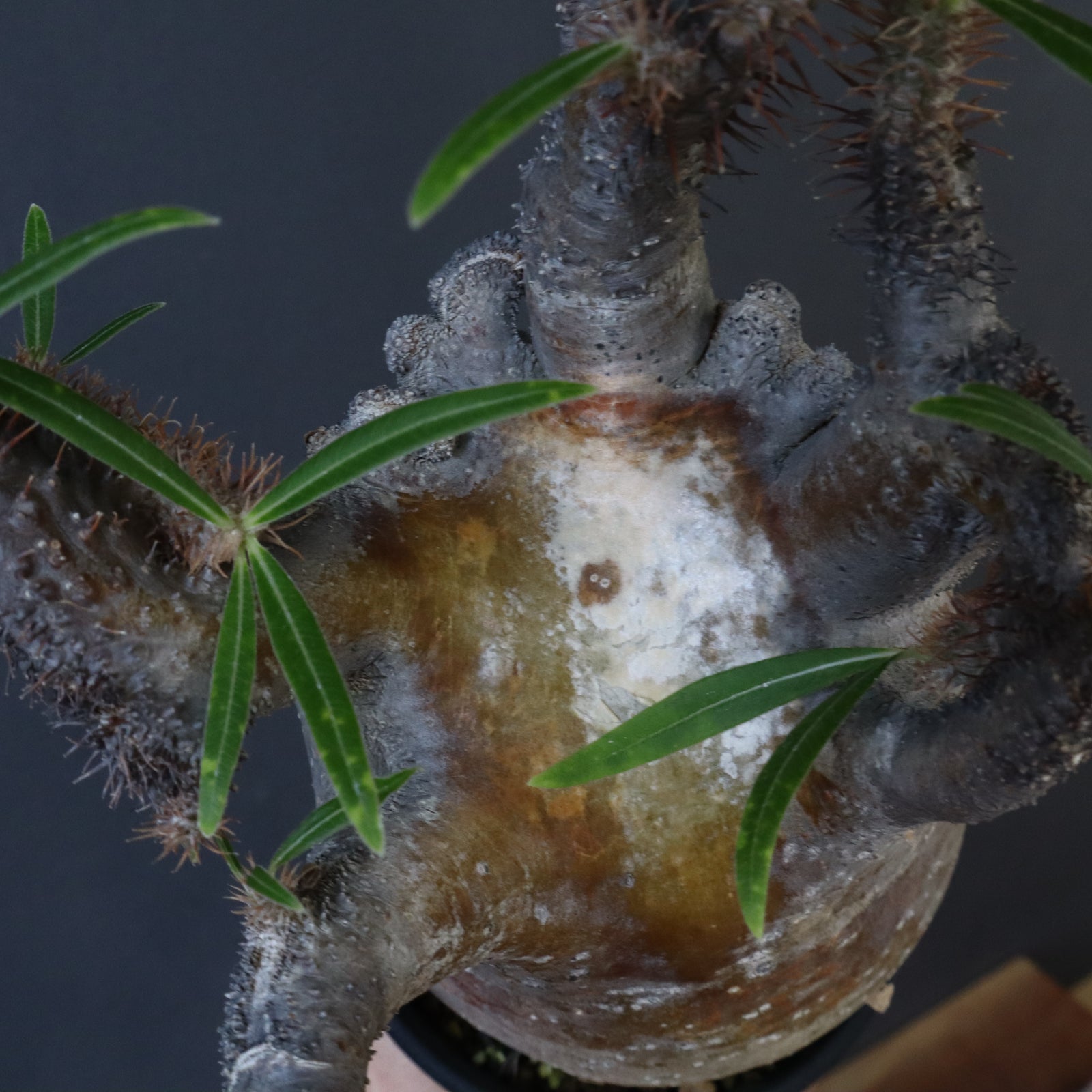 P.グラキリス 161 【綴化】 – TaiShoDo ONLINE SHOP