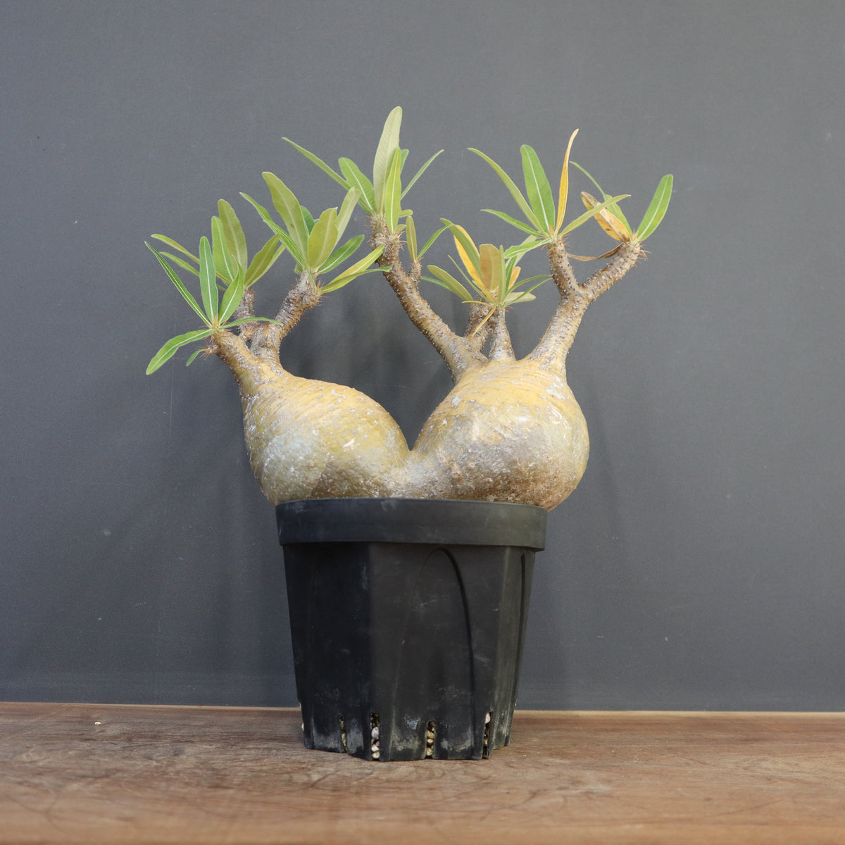 パキポディウム・グラキリス – 5ページ目 – TaiShoDo ONLINE SHOP